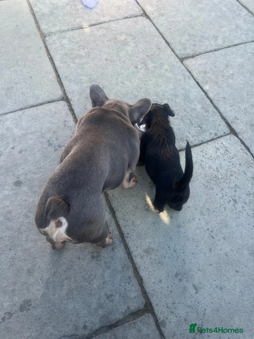 Jack Russell dogs for sale: Jack Russell cross  - Advert 4