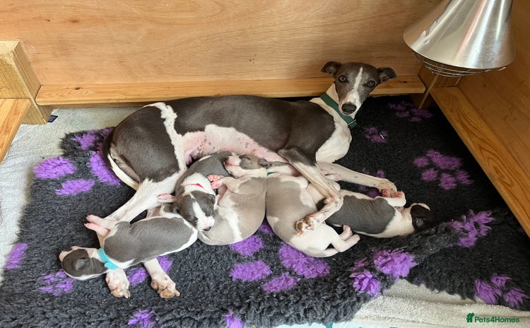 Whippet dogs - Advert 1