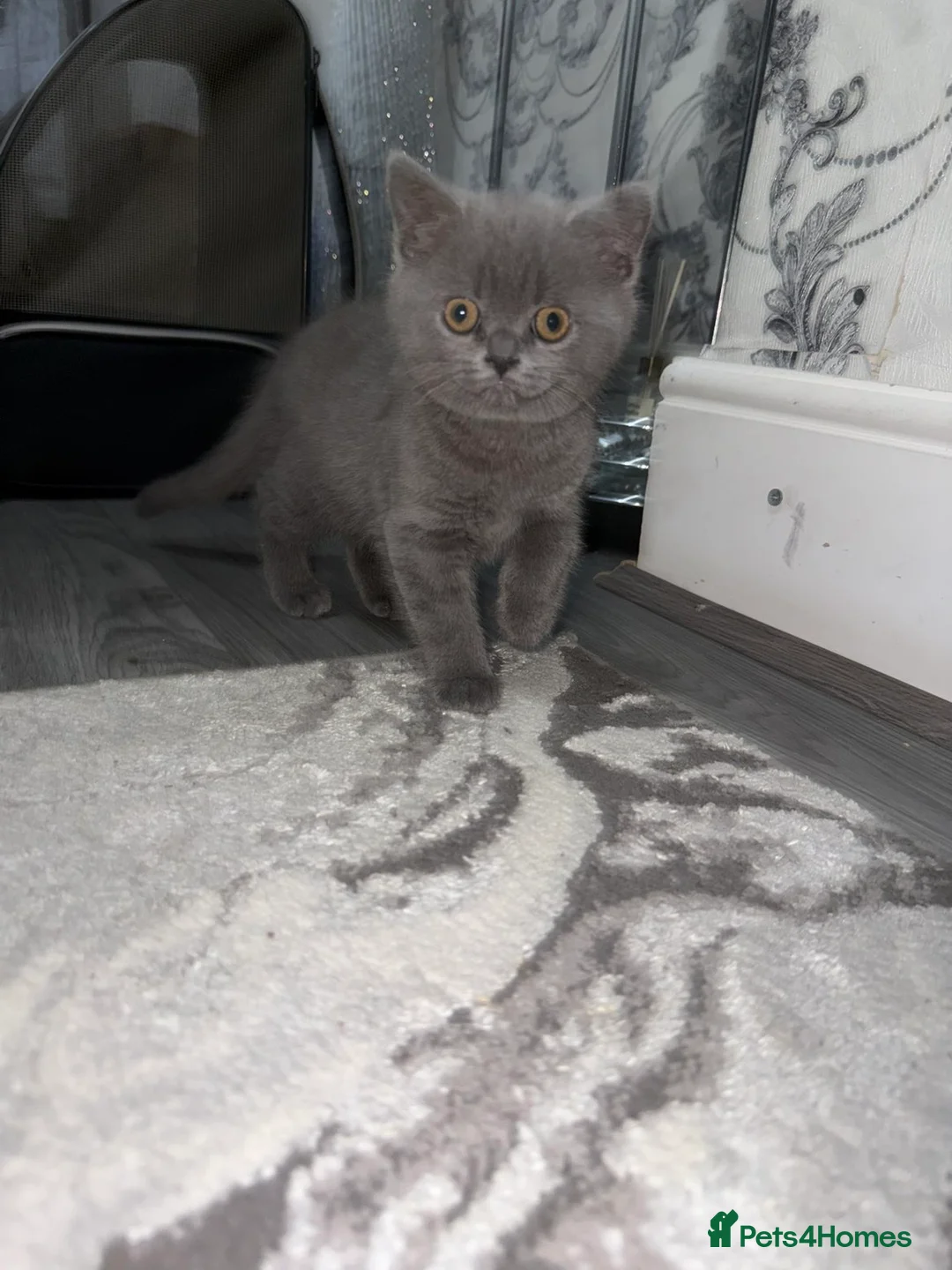 British Shorthair cats for sale: British Shorthair  - Advert 2