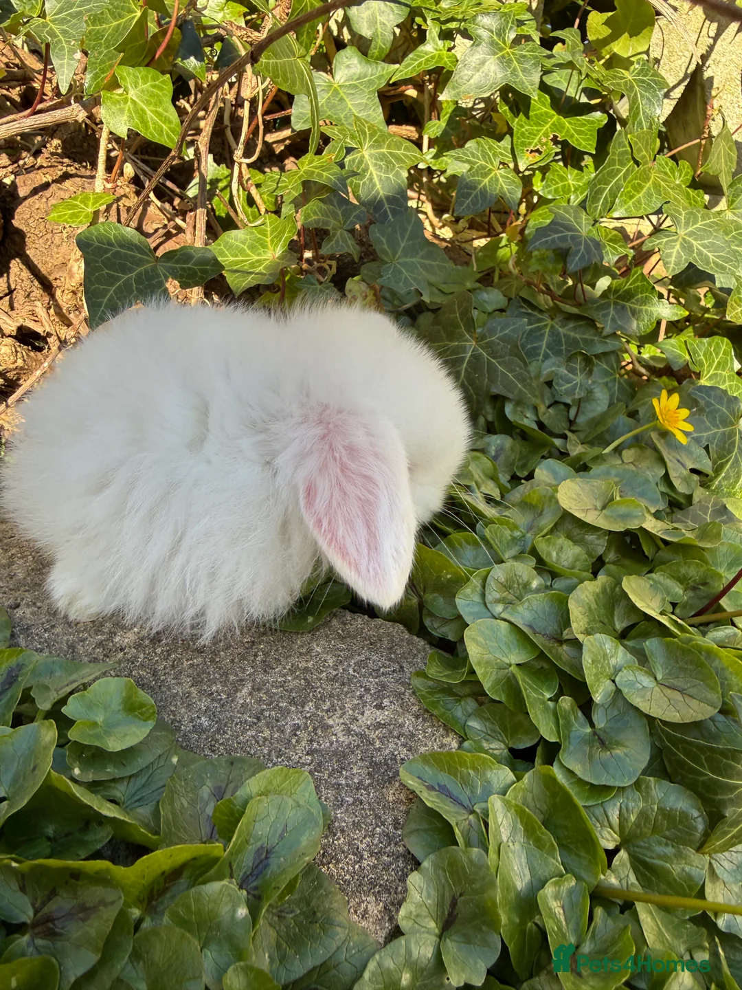 Mini Lop rabbits for sale: Top quality pedigree mini lops  - Advert 2