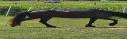 Welsh Section C horses for sale: 3 year old welsh section C mare - Advert 4
