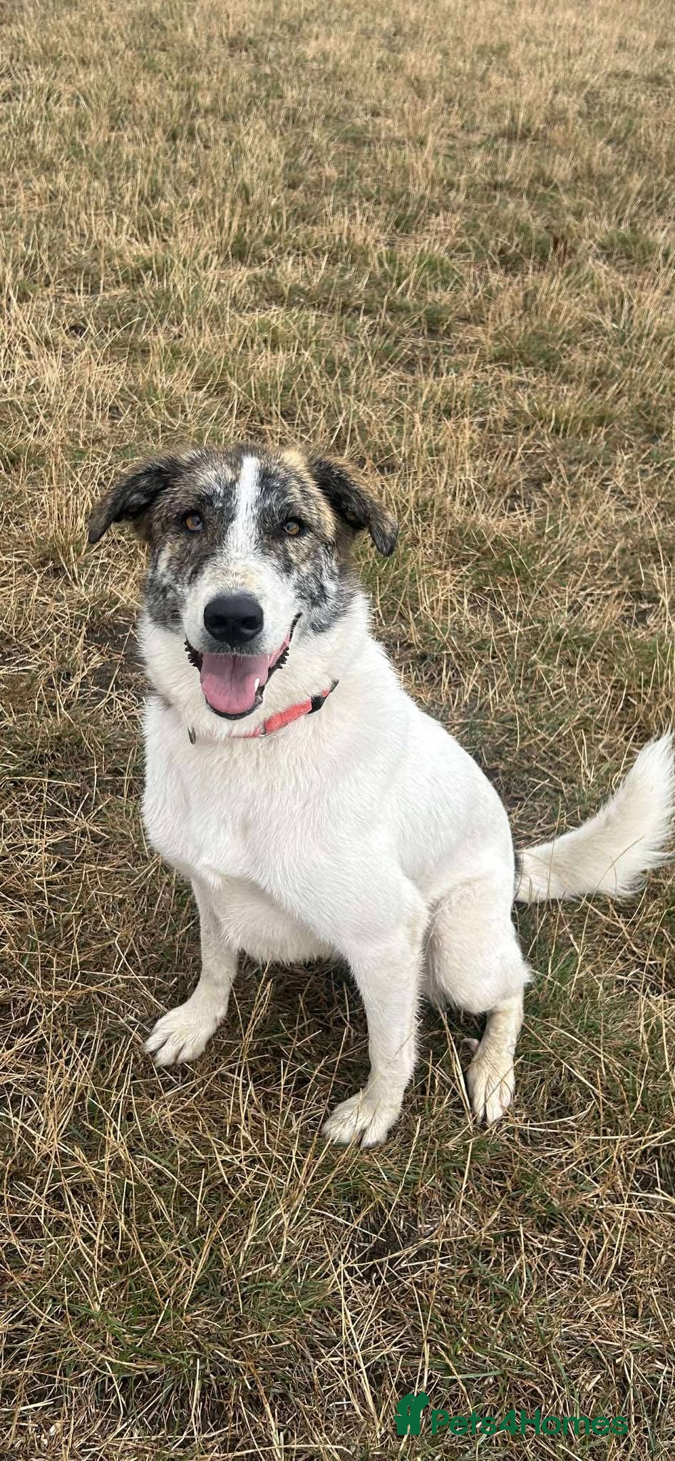 Mixed Breed dogs 🌸 FLO - Now is her time to bloom🌸 - Advert 1