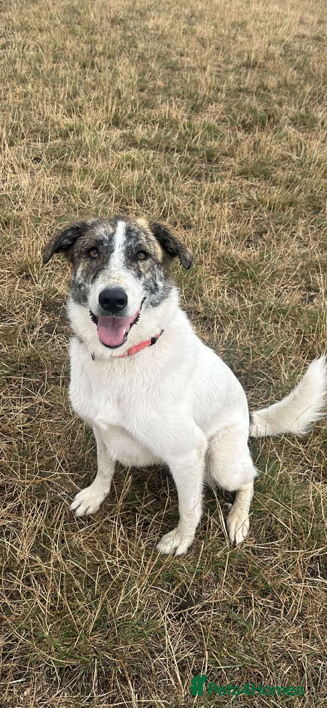 Mixed Breed dogs for adoption: 🌸 FLO - Now is her time to bloom🌸 in Worcester - Advert 1