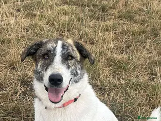 Mixed Breed dogs 🌸 FLO - Now is her time to bloom🌸 - Advert 3