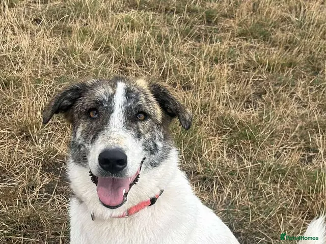 Mixed Breed dogs for adoption: 🌸 FLO - Now is her time to bloom🌸 - Advert 13