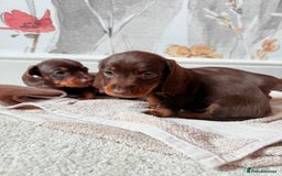 Miniature Dachshund dogs for sale: Quality miniature dachshund puppies  - Image 9