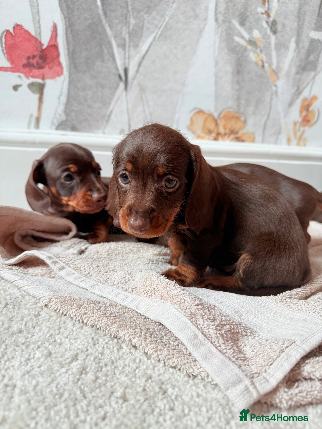 Miniature Dachshund dogs for sale: Quality miniature dachshund puppies  - Image 9