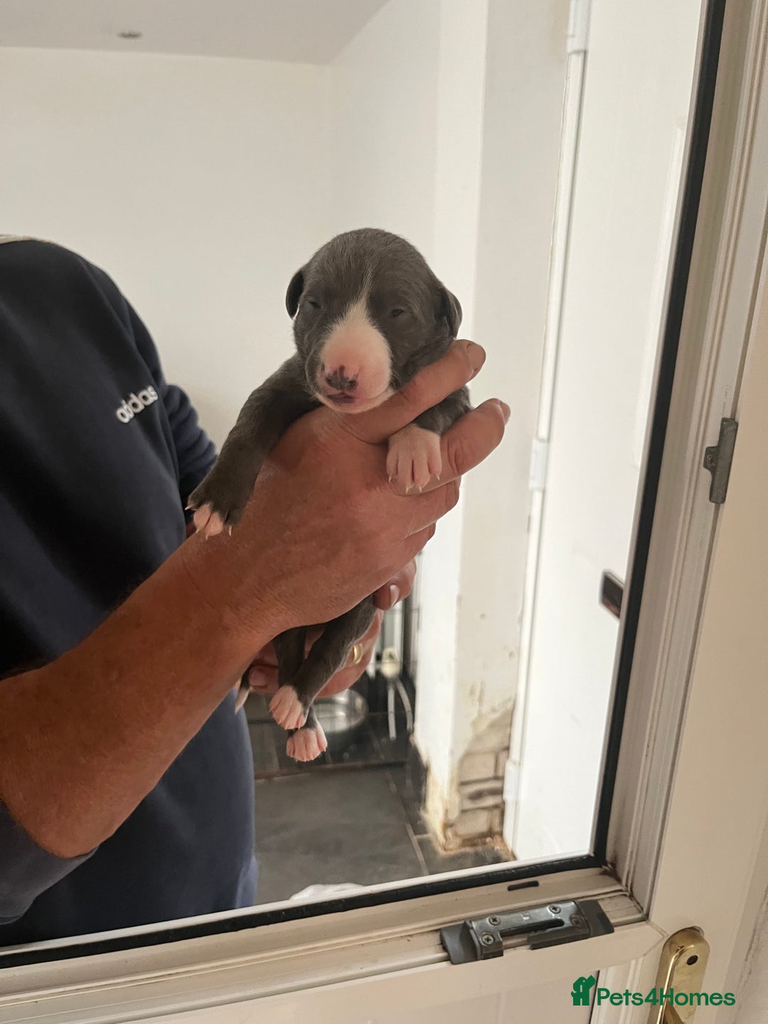 Whippet dogs for sale: KC registered Whippet pups - Image 9
