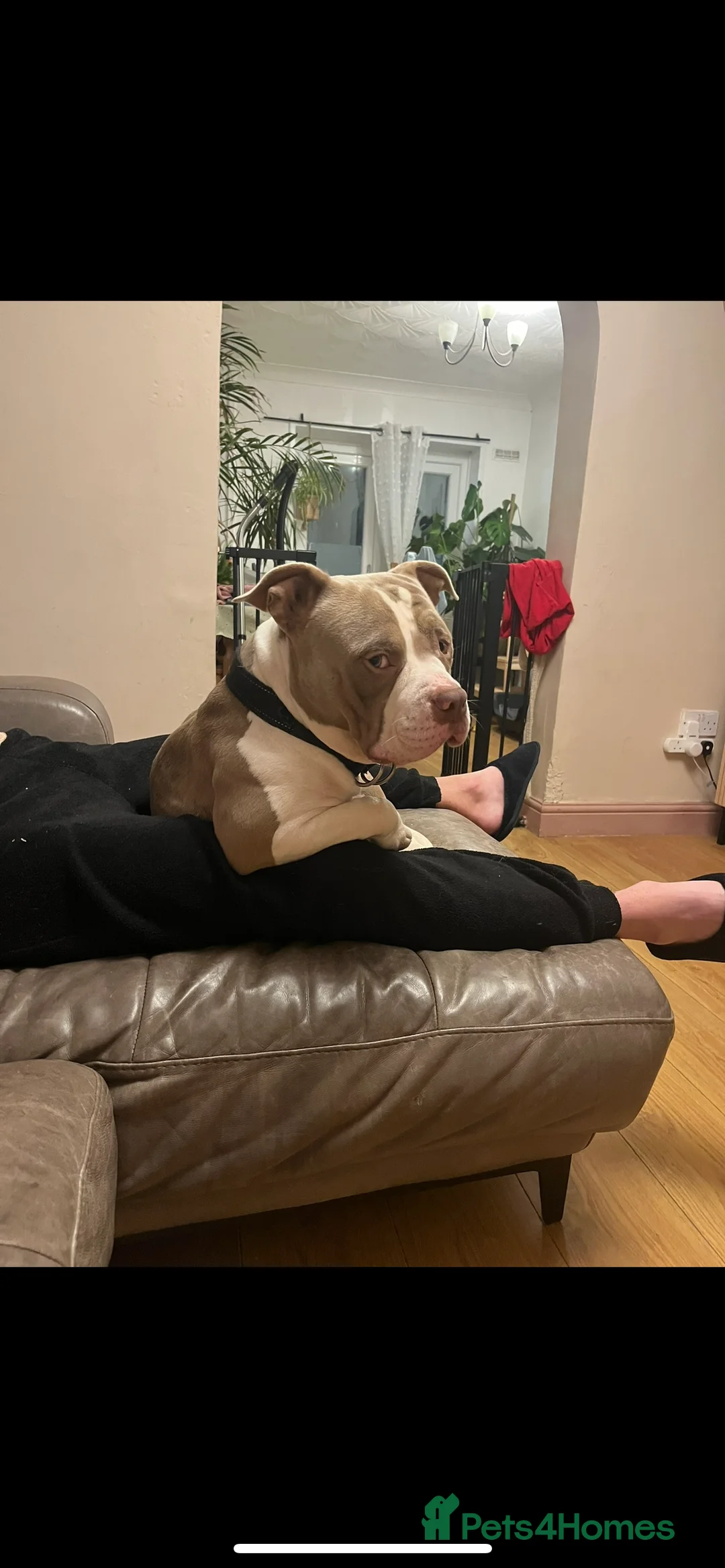 Mixed Breed dogs for sale: Nigel the pocket bully - Advert 2