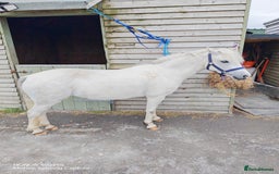 Welsh Section A horses for sale: For sale Welsh section A pony  - Image 2