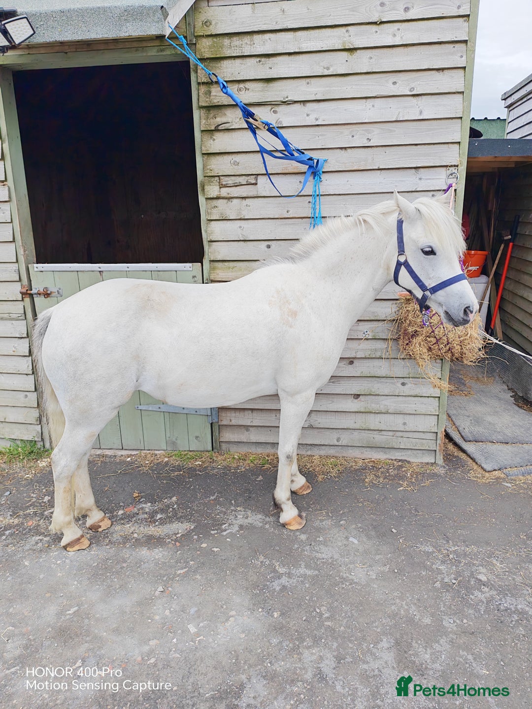 Welsh Section A horses for sale: For sale Welsh section A pony  - Image 2