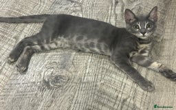 Bengal cats for sale: Striking Blue TICA Male Bengal Kittens 💙  - Image 8