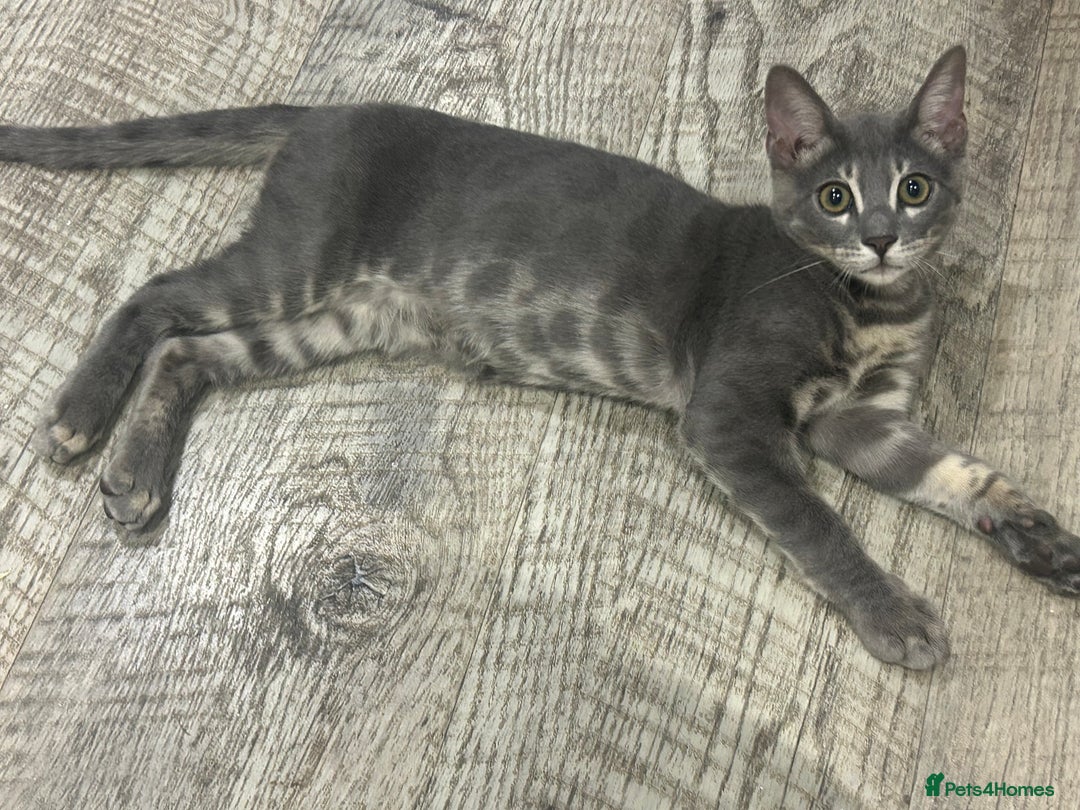 Bengal cats for sale: Striking Blue TICA Male Bengal Kittens 💙  - Image 8