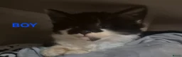 Mixed Breed cats for sale: 3 beautiful kittens - Advert 2