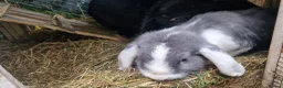Dwarf Lop rabbits for sale: Adorable, Friendly. Laidback Dwarf Lop Boys 🐰🥰 - Advert 5