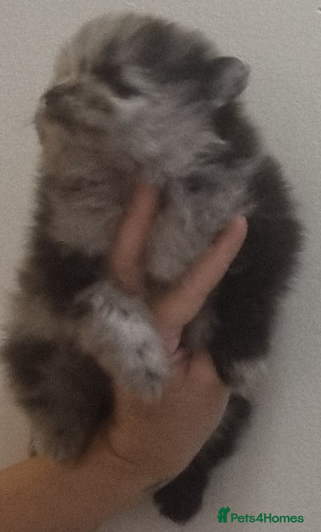 Pomeranian dogs for sale: Beautiful litter xxsmall teddy bear poms  - Image 8