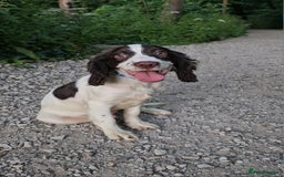 Cocker Spaniel dogs for sale: Cocker Spaniel Puppies  in Poole - Image 4