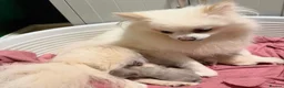 Pomeranian dogs for sale: Beautiful Pomeranian puppies - Advert 8