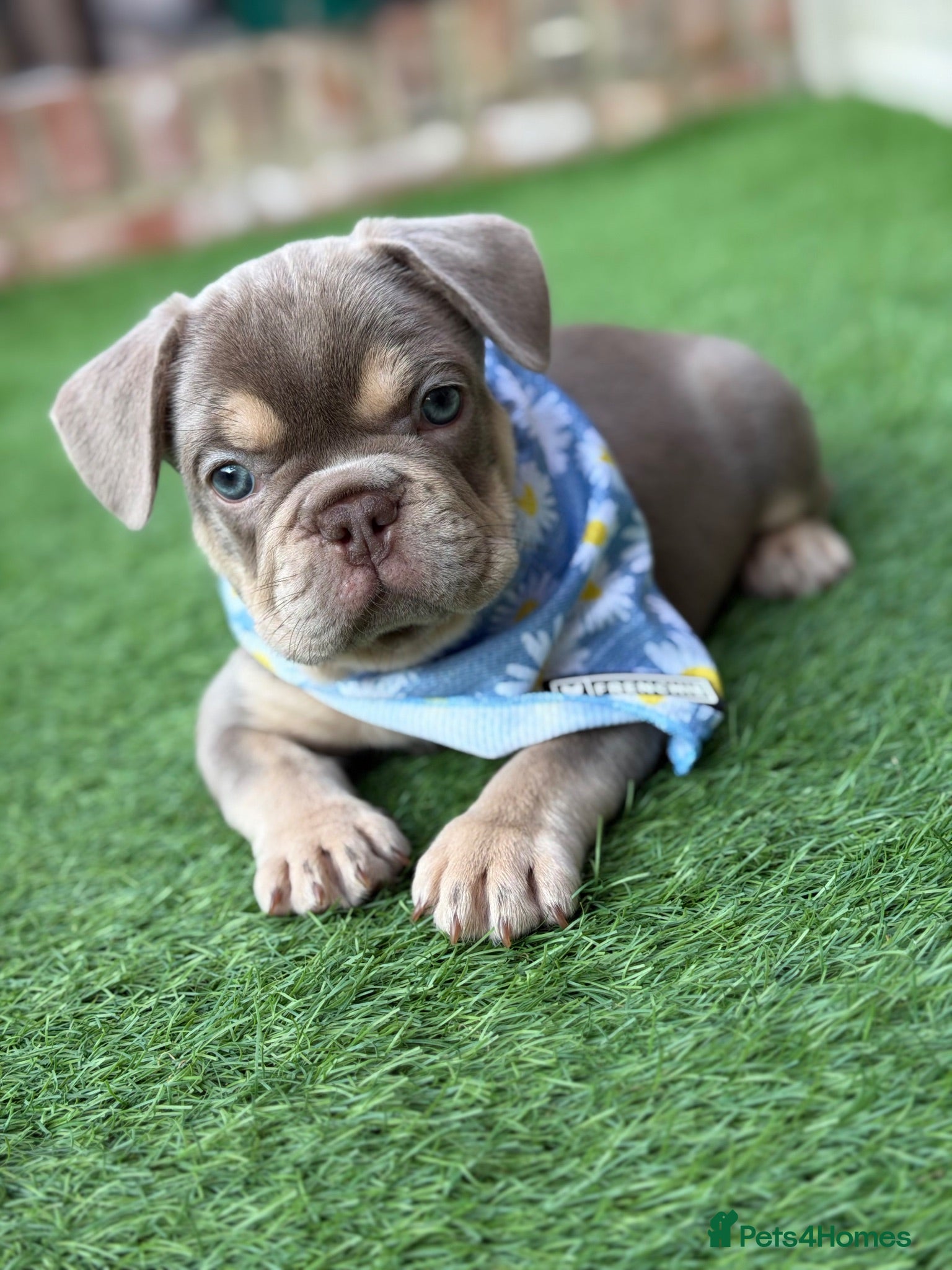 French Bulldog dogs KC French bulldog puppies highly healthed parents - Advert 2