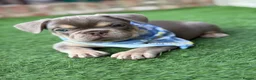 French Bulldog dogs for sale: KC French bulldog puppies highly healthed parents - Advert 5
