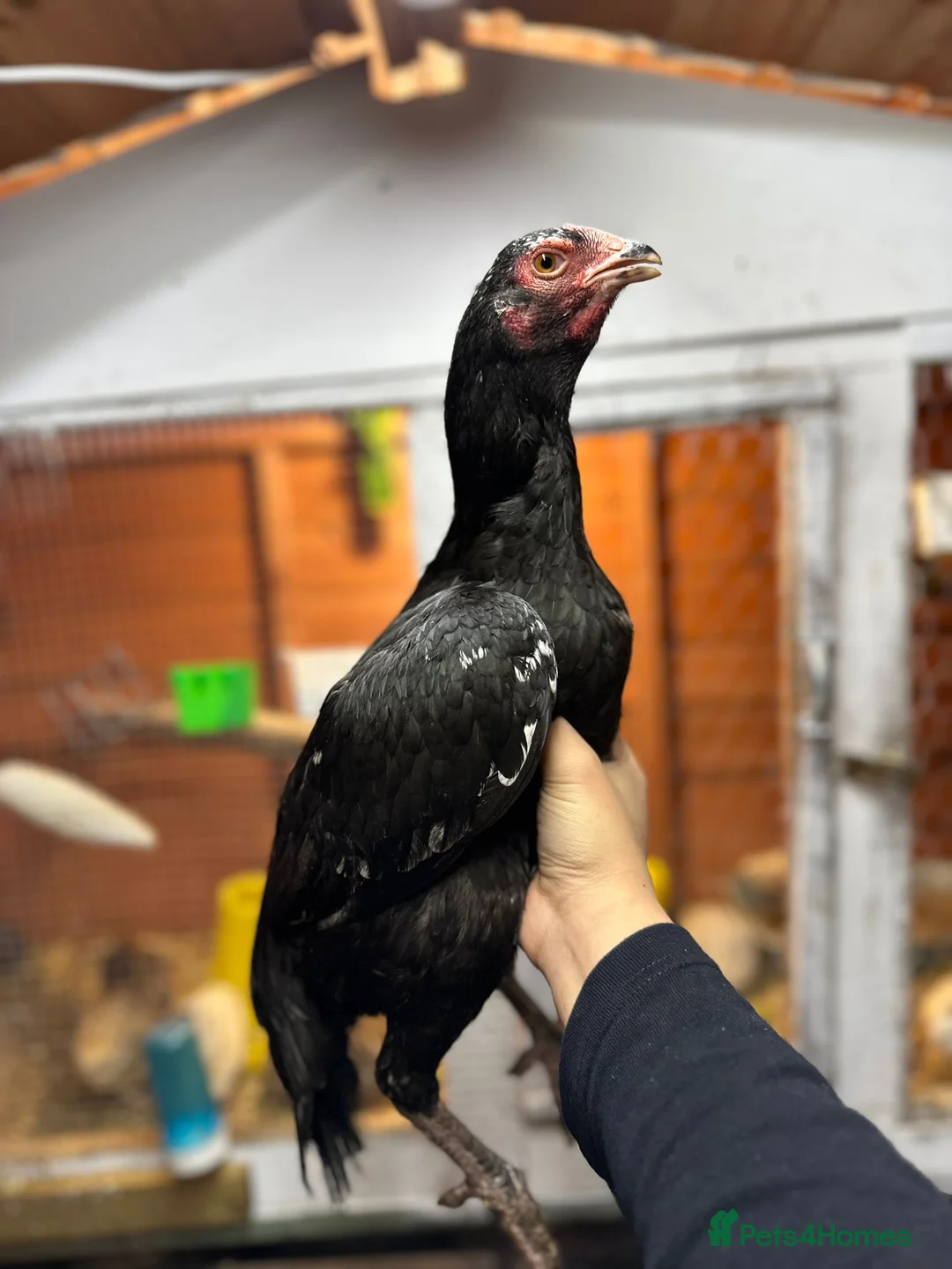 Hens poultry for sale: Aseel and Shamo hens  - Advert 3