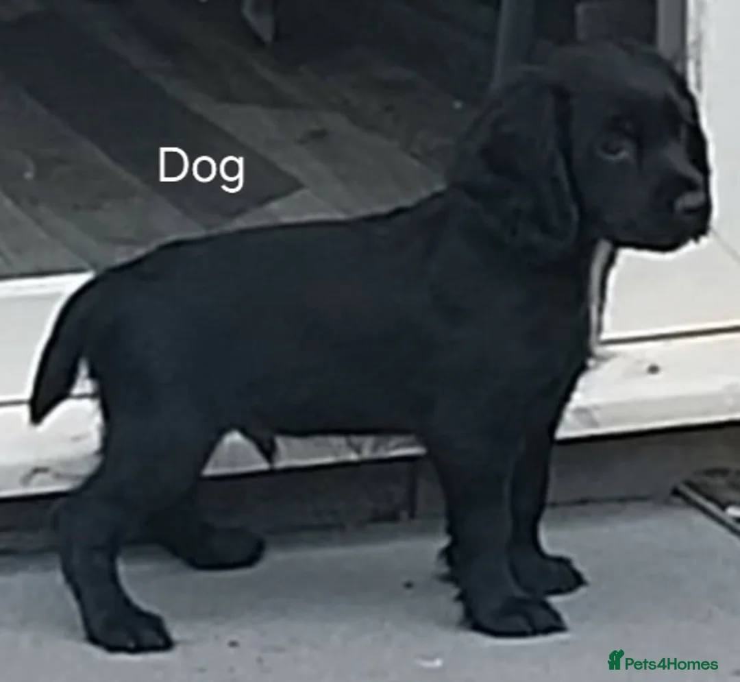 Cocker Spaniel dogs for sale: Black cocker spaniels x2  - Advert 2