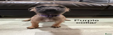 Puppy 7 (purple collar)