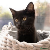 Mixed Breed cats - Advert 9