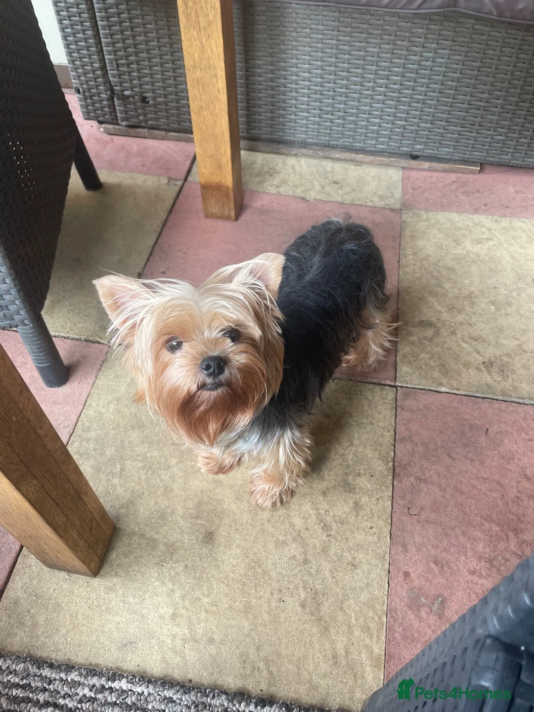 Yorkshire Terrier dogs for sale: Adorable Yorkshire Terrier Puppies 🐶 💖 - Advert 39