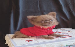 Chihuahua dogs for sale: Long haired chihuahua boys  - Image 1