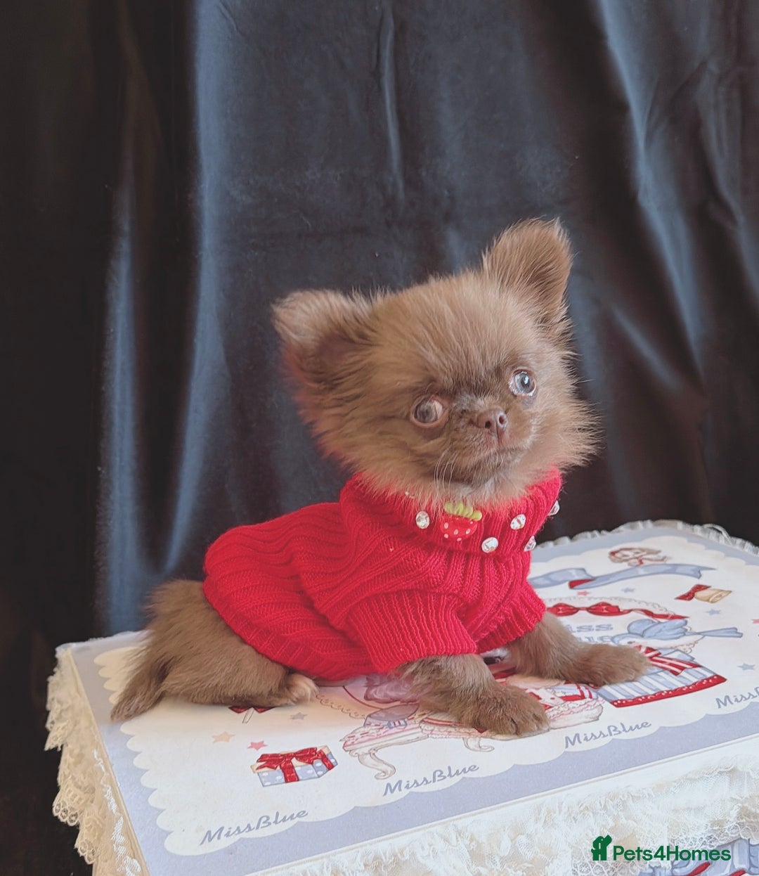 Chihuahua dogs for sale: Long haired chihuahua boys  - Image 1