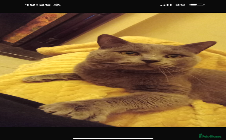 Ragdoll cats - Advert 1