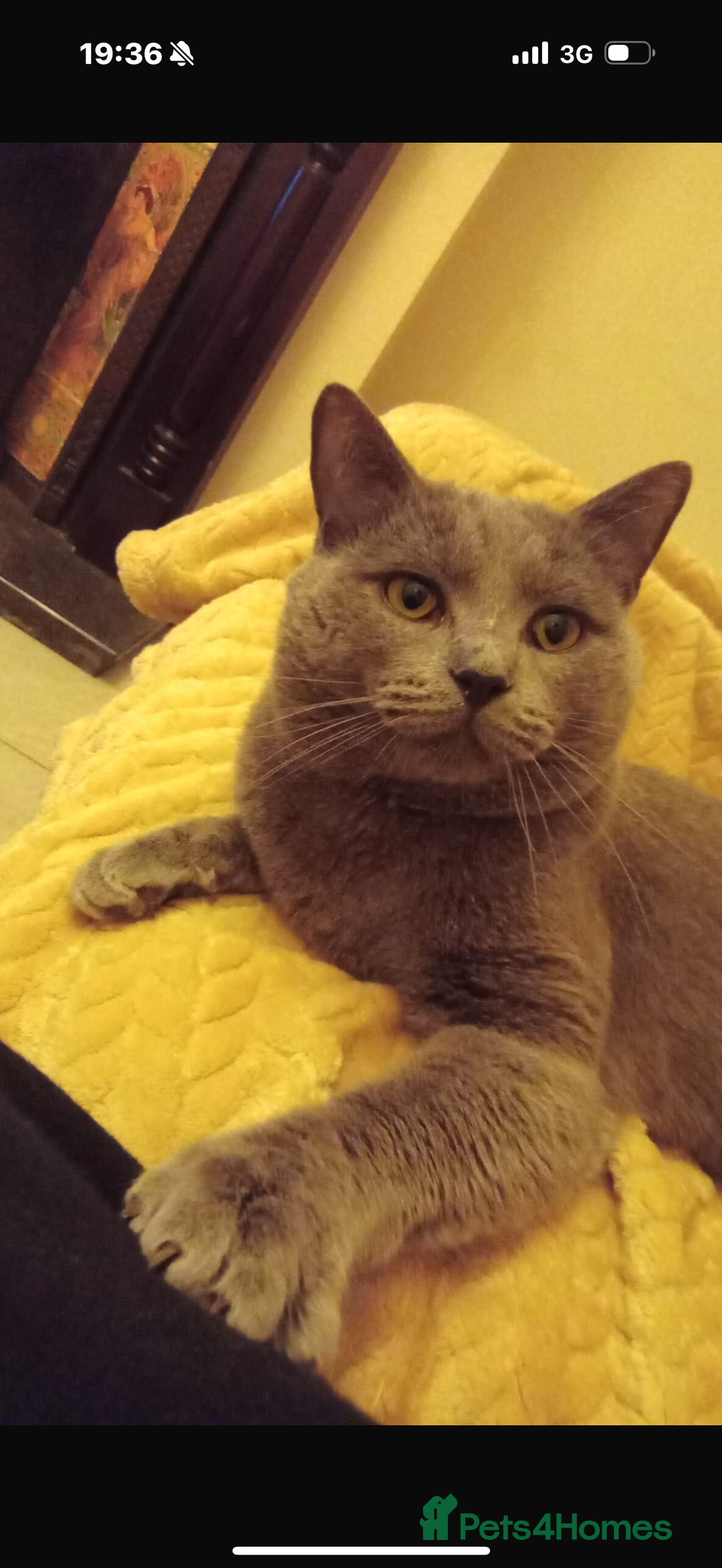 Ragdoll cats for sale: Beautiful Grey Male Cat for Re-Homing - Image 1