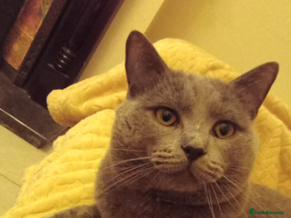 Ragdoll cats - Advert 6