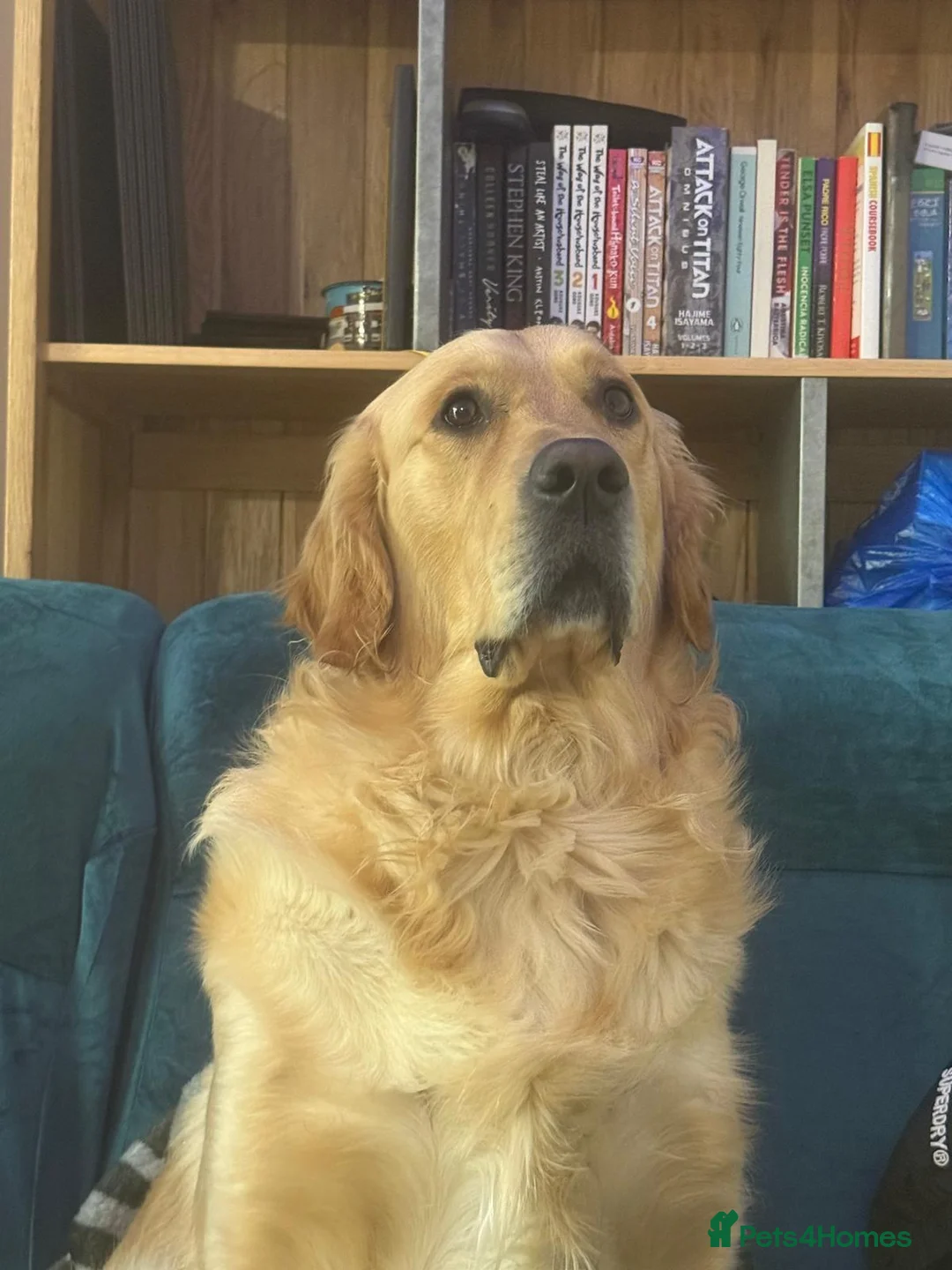 Golden Retriever dogs for stud: Benji — The Ladies’ Man - Advert 2