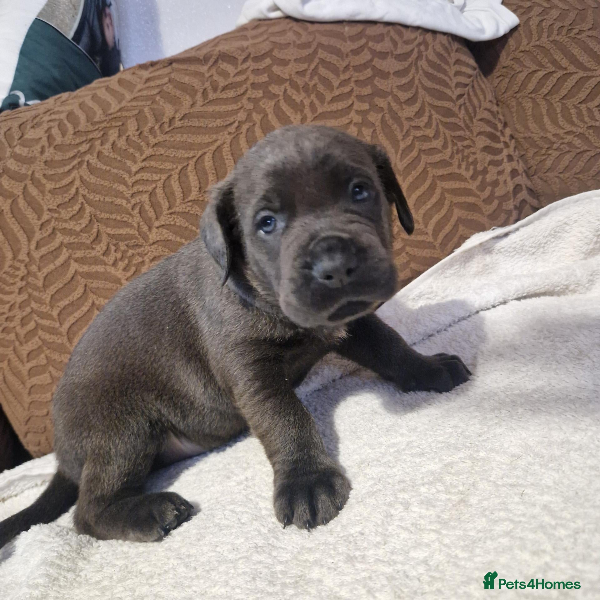 Mixed Breed dogs Stunning chunky pups - Advert 2