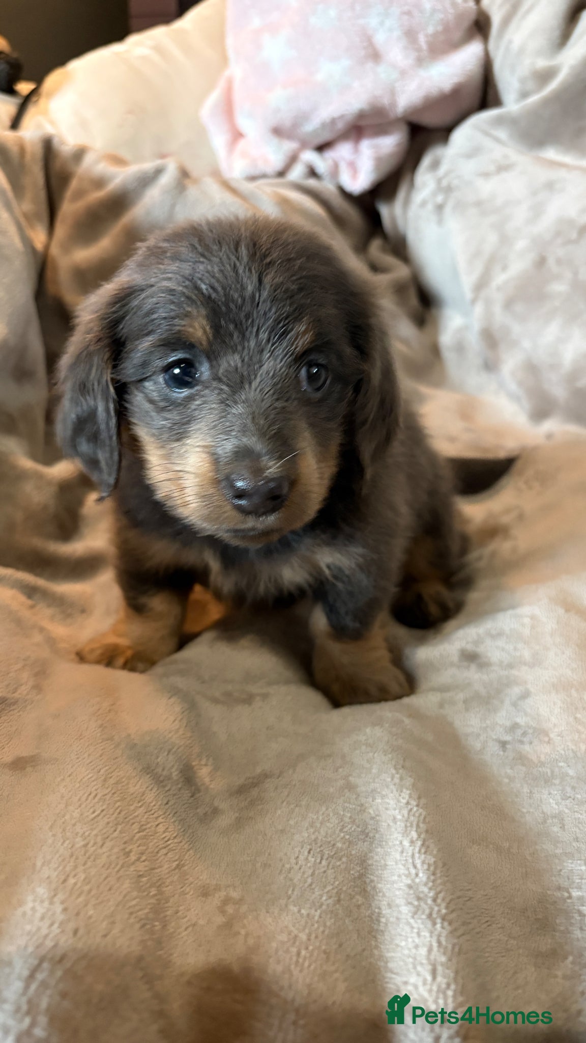 Miniature Dachshund dogs ♥️💙 LONG COAT DAXIS 💙♥️ - Advert 13