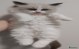 Ragdoll cats for sale: RAGDOLLS BICOLOUR BOY GIRLS BLUE EYES READY NOW  - Advert 4