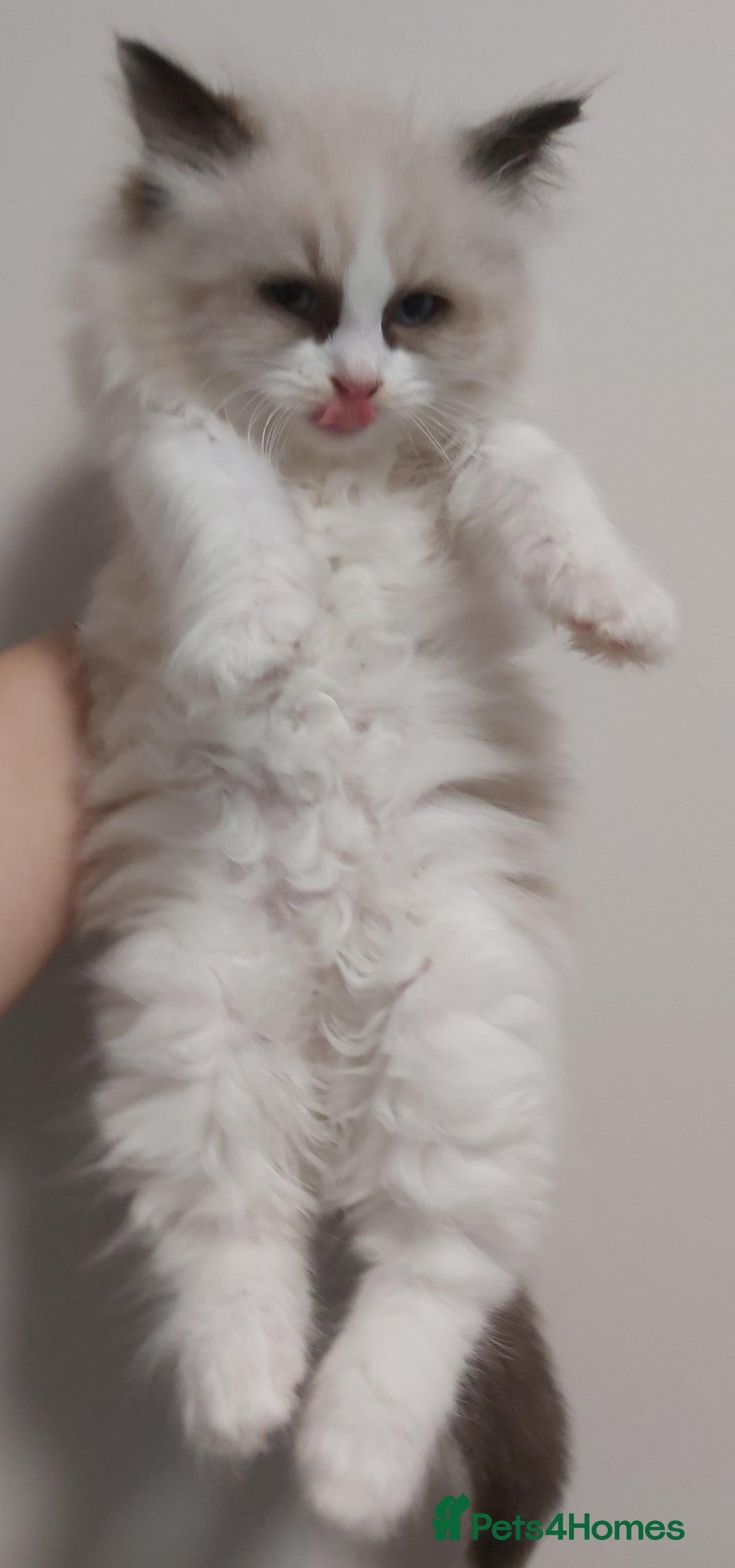Ragdoll cats for sale: RAGDOLLS BICOLOUR BOY GIRLS BLUE EYES READY NOW  - Advert 4