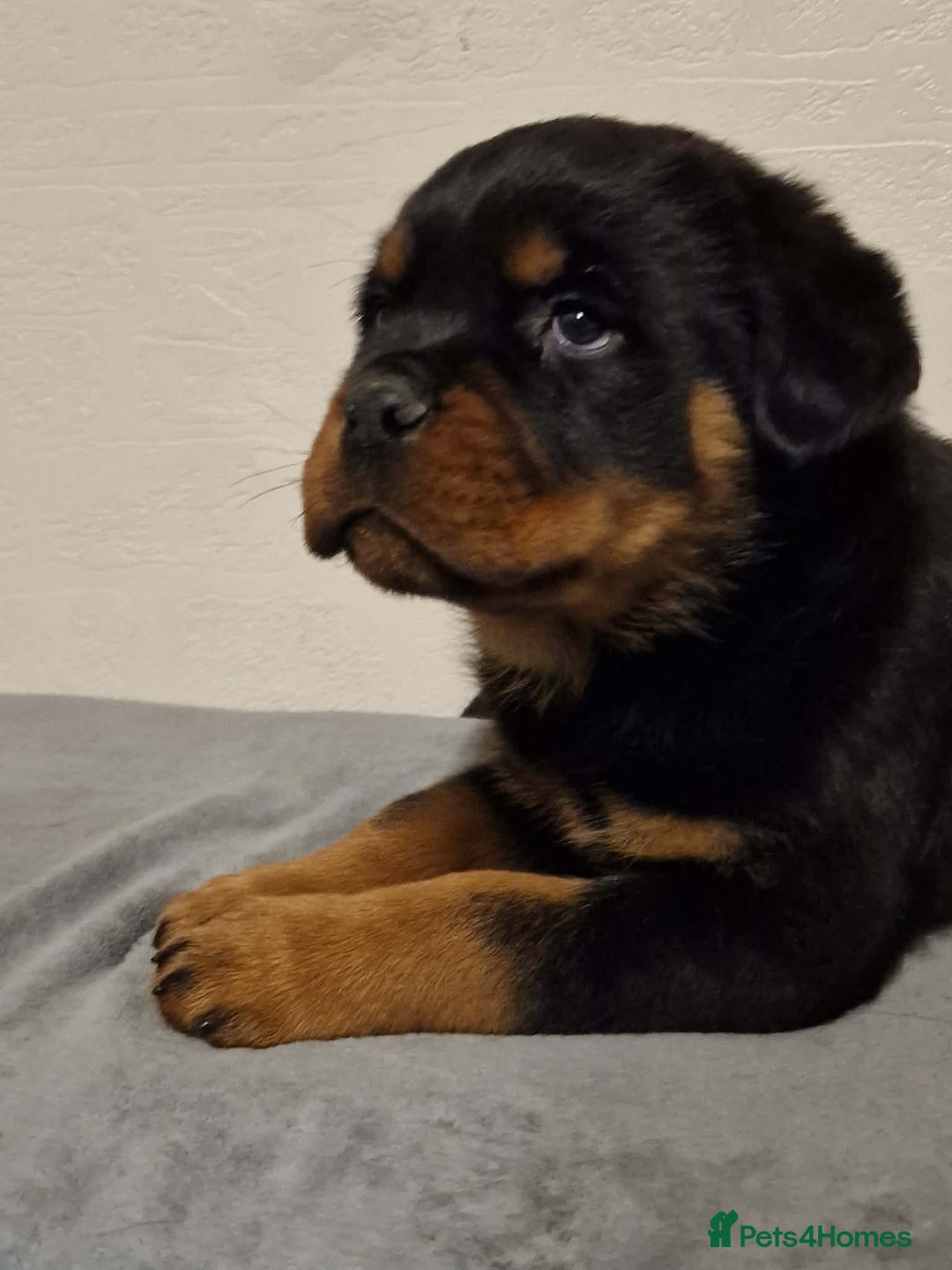 Rottweiler dogs for sale: Rottweiler pups - Advert 4