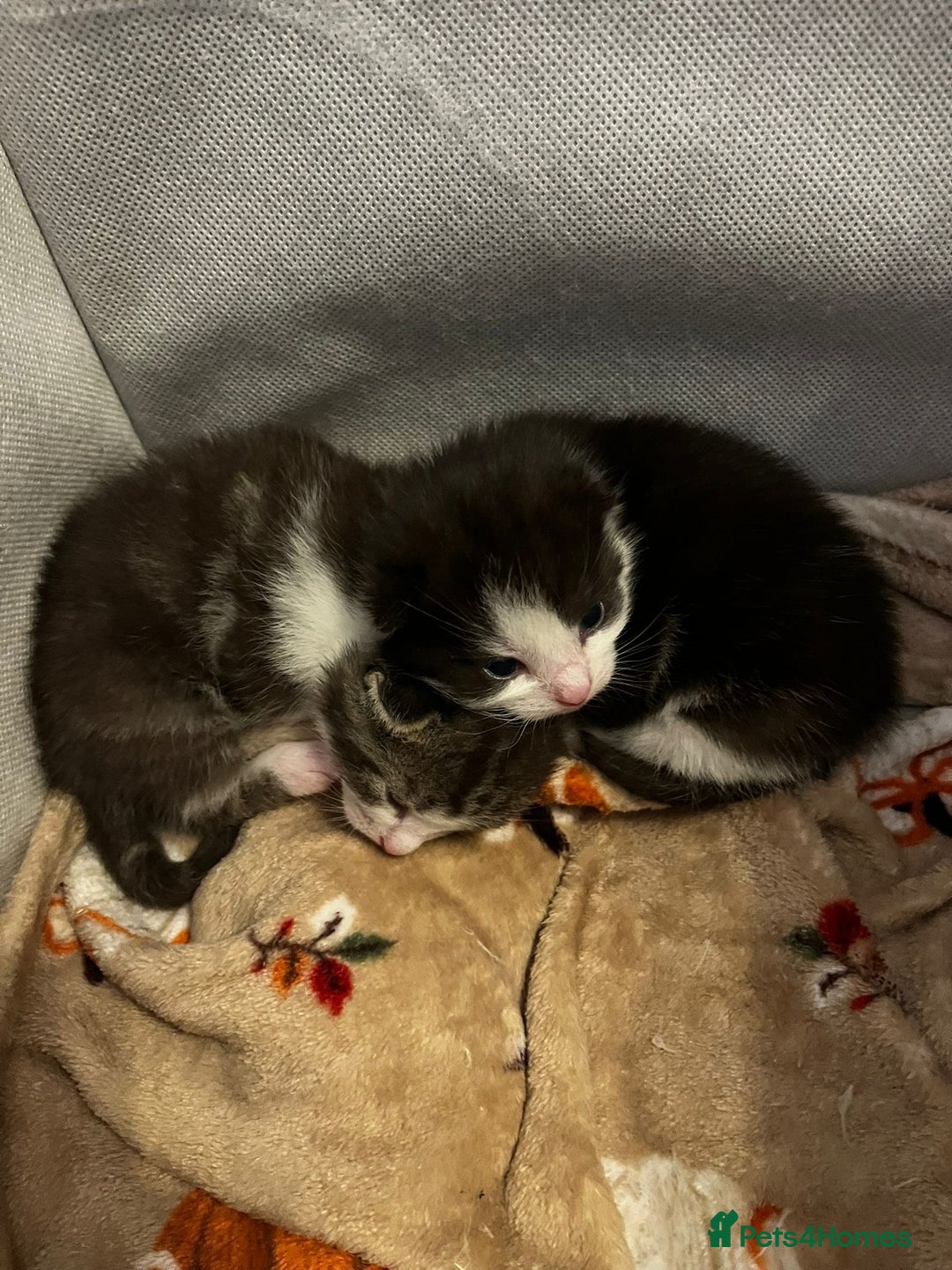 Mixed Breed cats for sale: 2 adorable little cat puppies - Advert 5