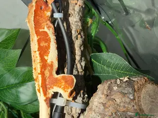 Gecko reptiles Red lilly white female with full setup - Advert 1