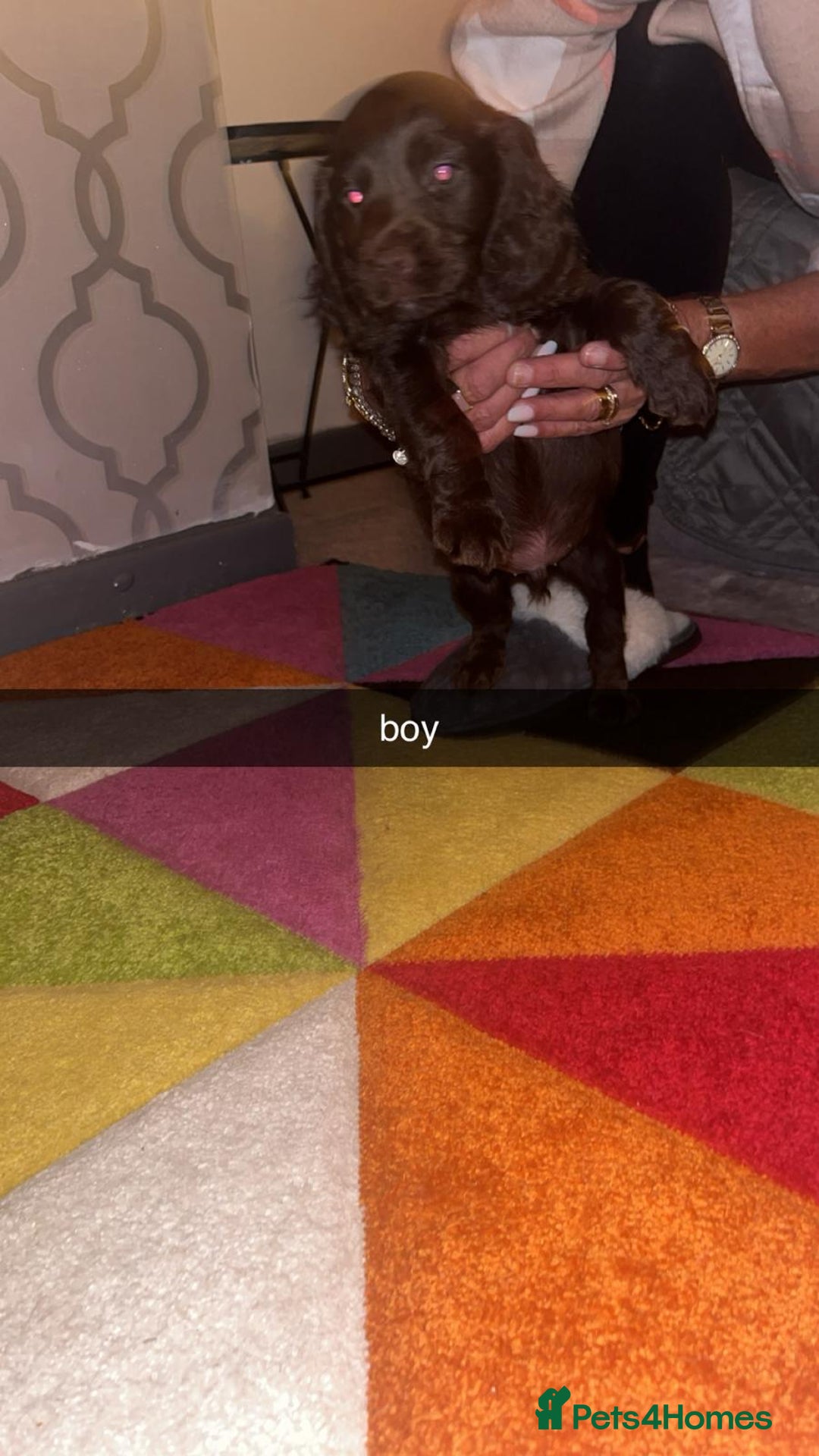 Cocker Spaniel dogs for sale: 7 pups 4 girls 3 boys  - Image 6