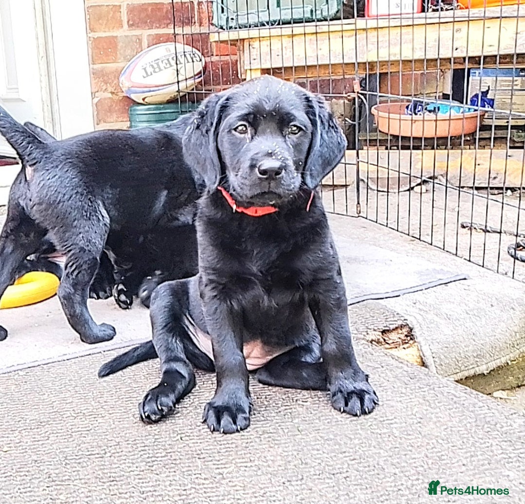 Labrador Retriever dogs for sale: Quality Black Labrador Retrievers - Image 4