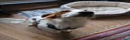Cocker Spaniel dogs for sale: Wallace/Wally - Advert 6