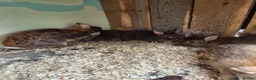Netherland Dwarf rabbits for sale: 4 baby Netherland dwarf rabbits for sale £50 each  in Manchester - Advert 10