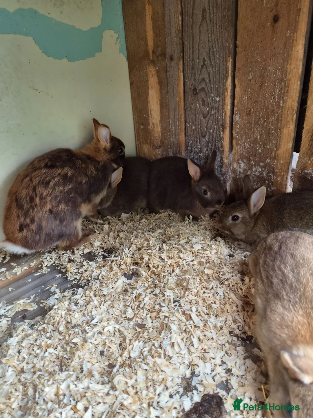 Netherland Dwarf rabbits for sale: 4 baby Netherland dwarf rabbits for sale £50 each  in Manchester - Advert 10