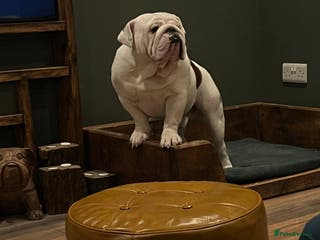 English Bulldog dogs Breeding pair of English Bulldogs for sale - Advert 16