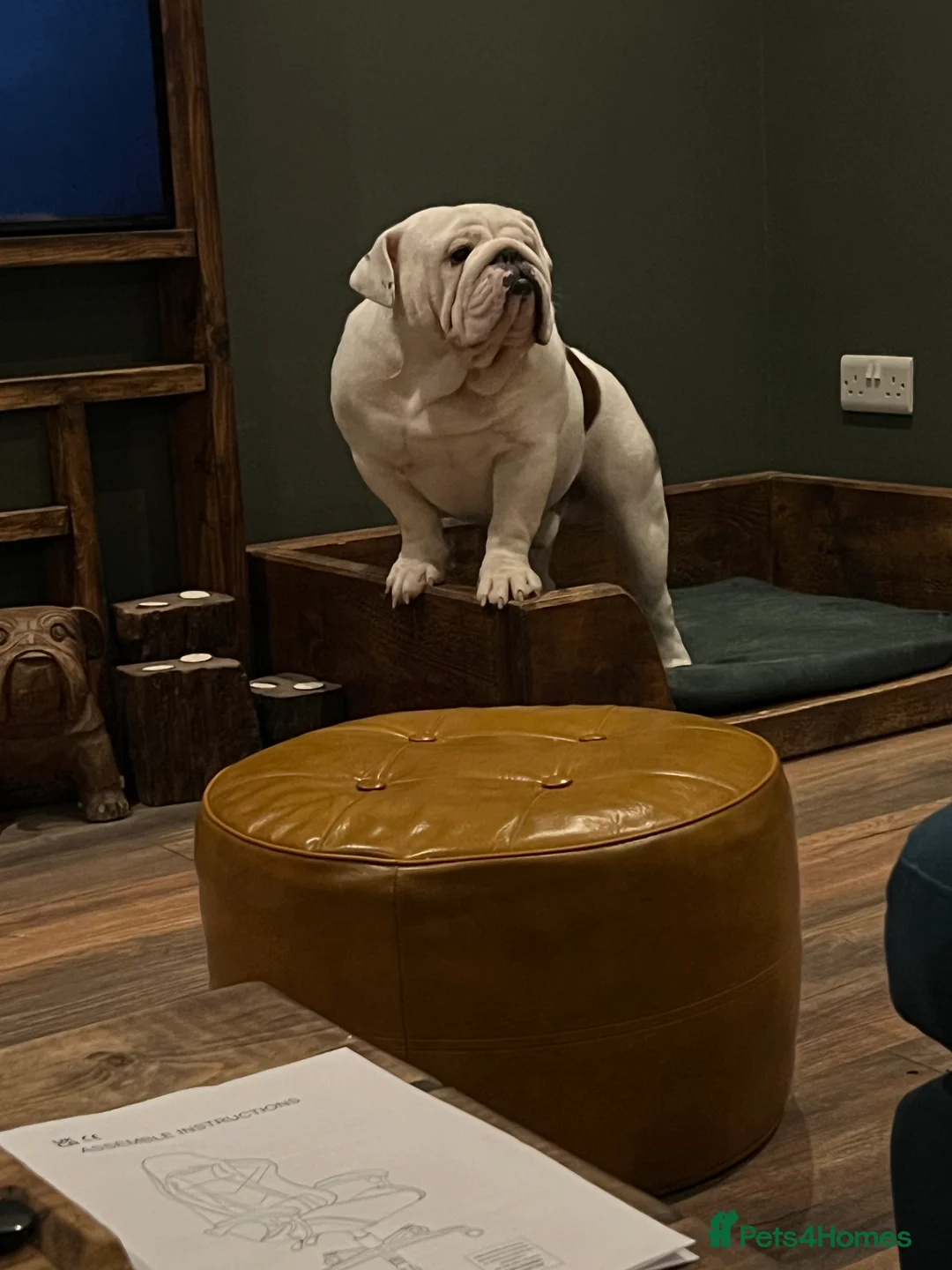 English Bulldog dogs for sale:  English Bulldogs for sale £1000 each  - Advert 1