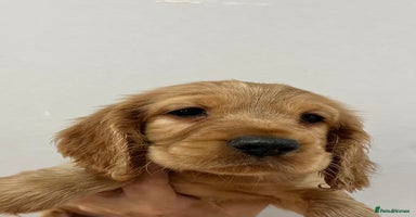 Cocker Spaniel dogs - Advert 12